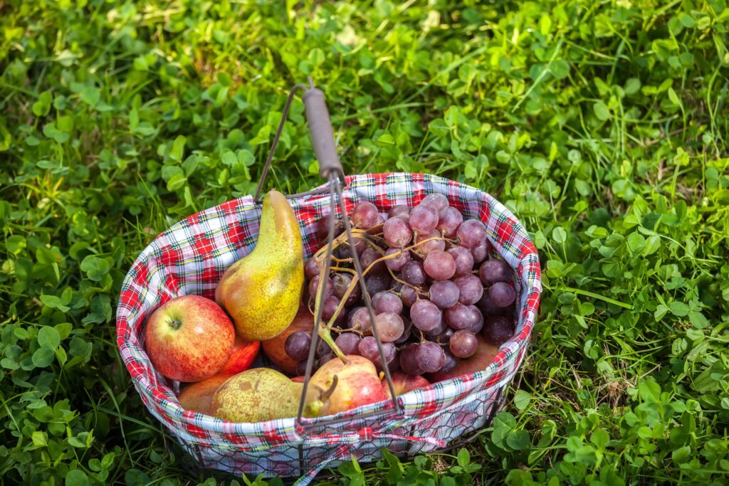 Easy Ways to Prep Picnic Food and Gear at Home